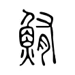 鮪 鮪