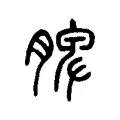 脾 脾